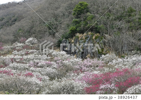 湯河原梅林 38926437