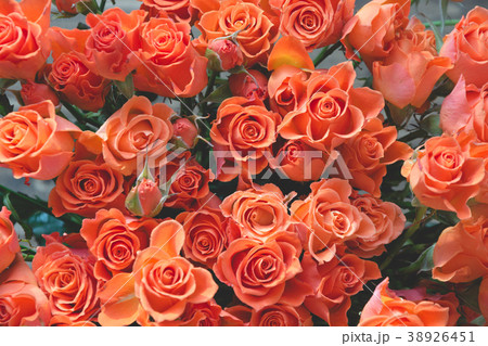 Orange roses as background. Spring pattern. Orange roses as background. Spring pattern. 38926451