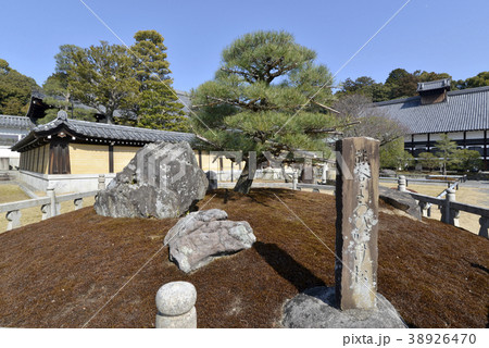 金戒光明寺　熊谷直実鎧掛けの松 38926470