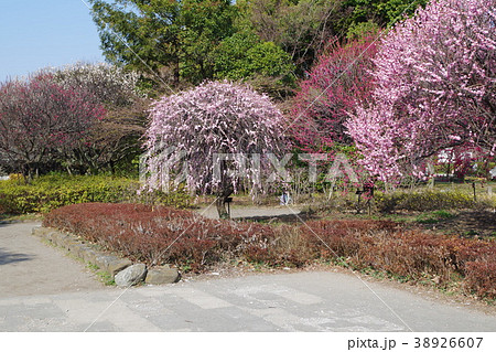 越谷梅林公園の梅 38926607