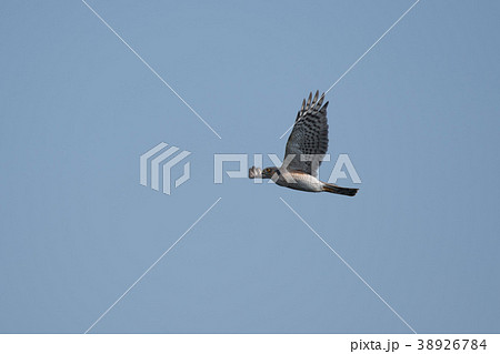 飛翔するハイタカ雄 飛翔するハイタカ雄 38926784