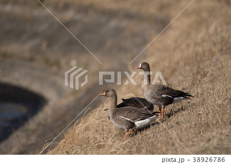 渡り鳥・カリガネ 渡り鳥・カリガネ 38926786