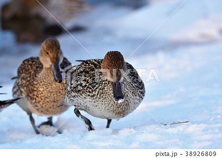 雪の上のオナガガモ 雪の上のオナガガモ 38926809