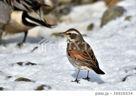 雪の上のツグミ 38926834
