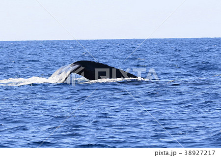 慶良間諸島のホエールウォッチング 38927217