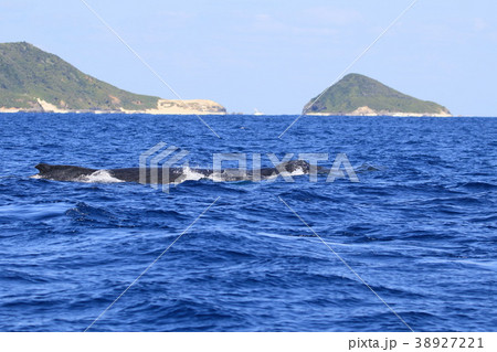 慶良間諸島のホエールウォッチング 38927221
