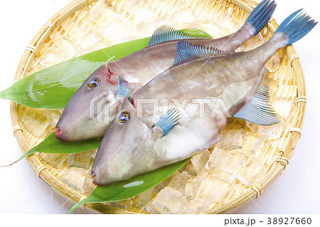 ウマヅラハギ 食材 活締め ウマヅラハギ 食材 活締め 38927660