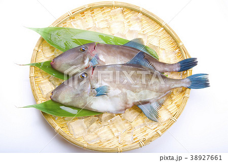ウマヅラハギ 食材 活締め ウマヅラハギ 食材 活締め 38927661