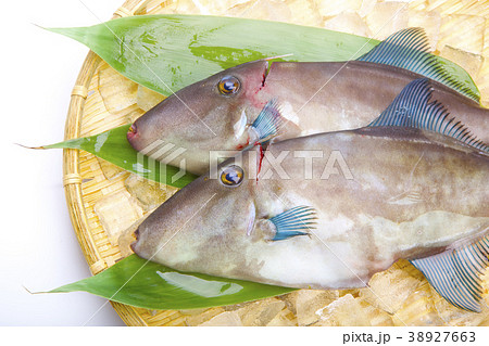 ウマヅラハギ 食材 活締め ウマヅラハギ 食材 活締め 38927663
