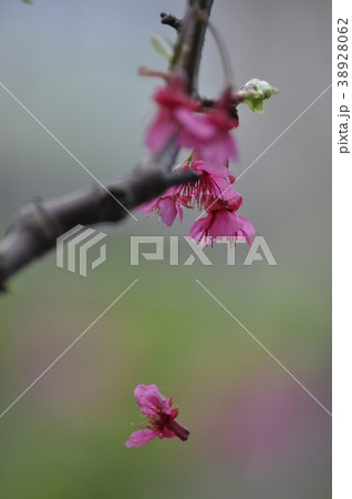 春 泉 湧水 38928062