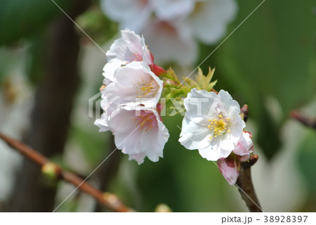 春 泉 湧水 38928397