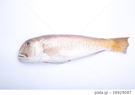 白甘鯛　食材 38929087