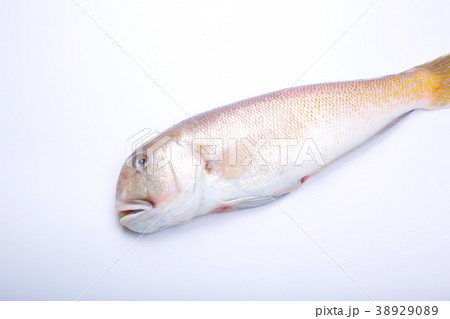 白甘鯛　食材 38929089