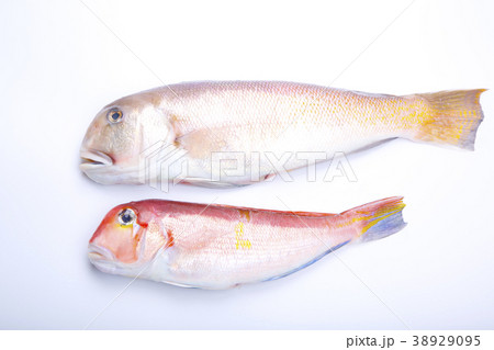 白甘鯛　食材 38929095