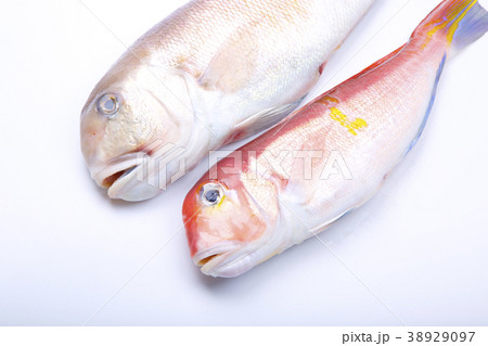 白甘鯛　食材 38929097