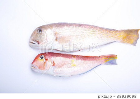 白甘鯛　食材 38929098