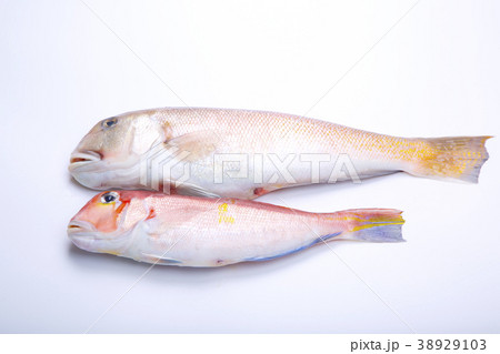 白甘鯛　食材 38929103