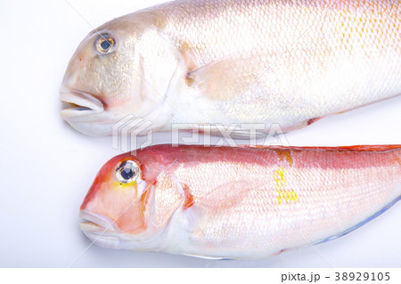 白甘鯛　食材 38929105