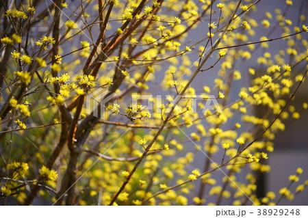 早春の便り・サンシュユ１ 38929248