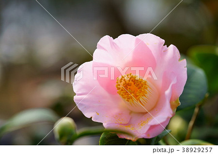 椿花図巻(花日和2) 椿花図巻(花日和2) 38929257