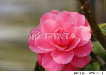 椿花図巻(初霜)4 椿花図巻(初霜)4 38929261