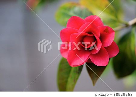 椿花図巻（菱紅２） 38929268