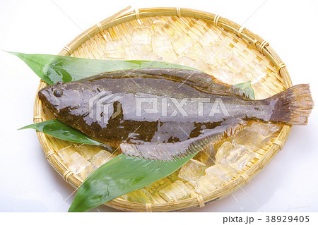 ヒラメ　食材 38929405