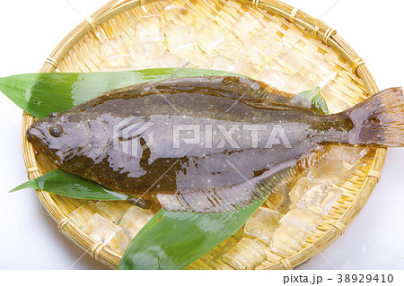 ヒラメ 食材 ヒラメ 食材 38929410