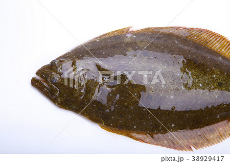 ヒラメ　食材 38929417