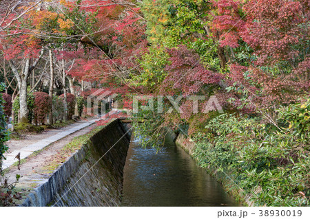京都　哲学の道の秋 38930019