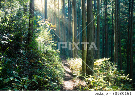 奥多摩の森 射し込む日差し 奥多摩の森 射し込む日差し 38930161