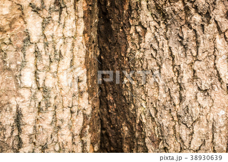 Tree bark texture Tree bark texture 38930639