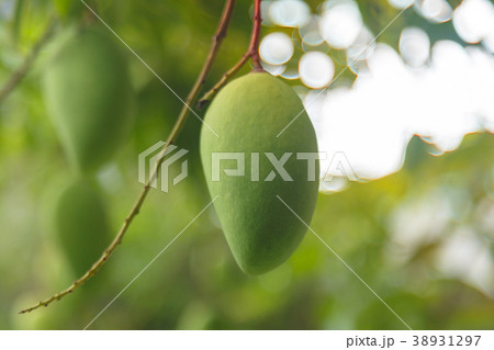 Mango on the tree 38931297