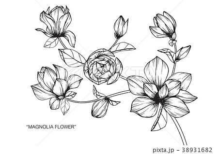 Magnolia flower drawing illustration.  38931682