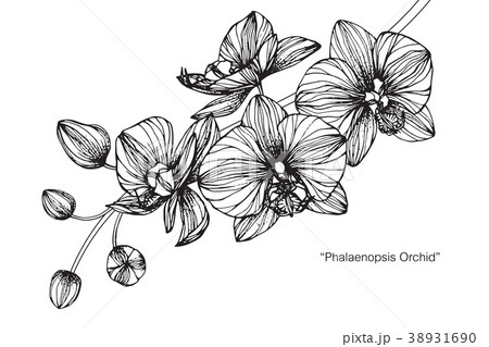 Orchid flower drawing illustration. Orchid flower drawing illustration. 38931690