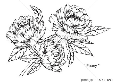 Peony Flower Drawing Illustration のイラスト素材