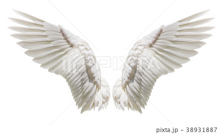 Natural white wing plumage 38931887
