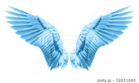 Natural blue wing plumage 38931888