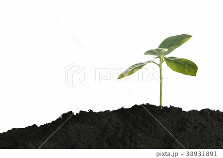 Growing young plant in morning  38931891