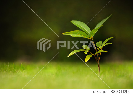Young plant on nature background Young plant on nature background 38931892