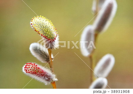 ネコヤナギ 花 春の花 ネコヤナギ 花 春の花 38931908