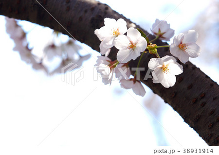 さくら サクラ 桜 さくら サクラ 桜 38931914