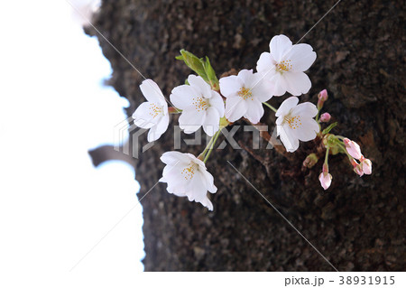 さくら サクラ 桜 さくら サクラ 桜 38931915