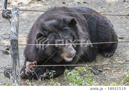 Asian black bear in a zoo 38932519