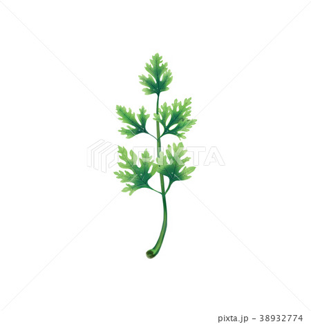 Juicy illustration of a leaf or branch of parsley Juicy illustration of a leaf or branch of parsley 38932774