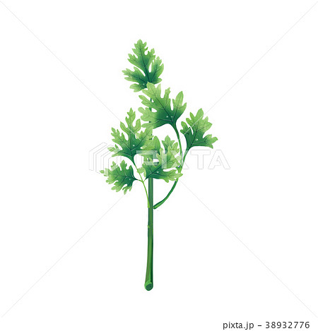 Juicy illustration of a leaf or branch of parsley Juicy illustration of a leaf or branch of parsley 38932776