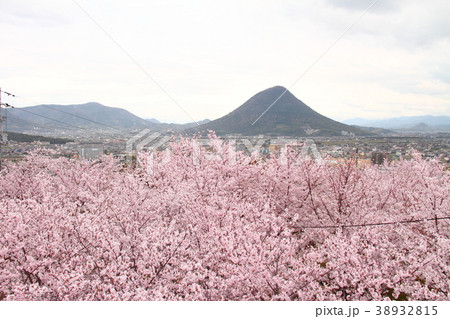 桜54 桜54 38932815