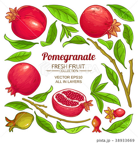 pomegranate elements vector set pomegranate elements vector set 38933669
