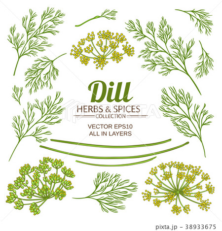 dill plant elements vector set dill plant elements vector set 38933675