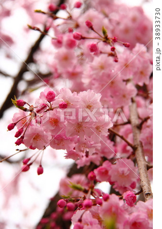 桜79 桜79 38933730